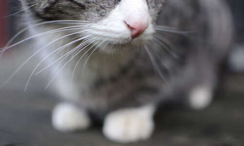 KAIYUN 中国大陆-中国青少年篮球普及推广项目获得国家支持，逐步走向规模化，全国青少年篮球