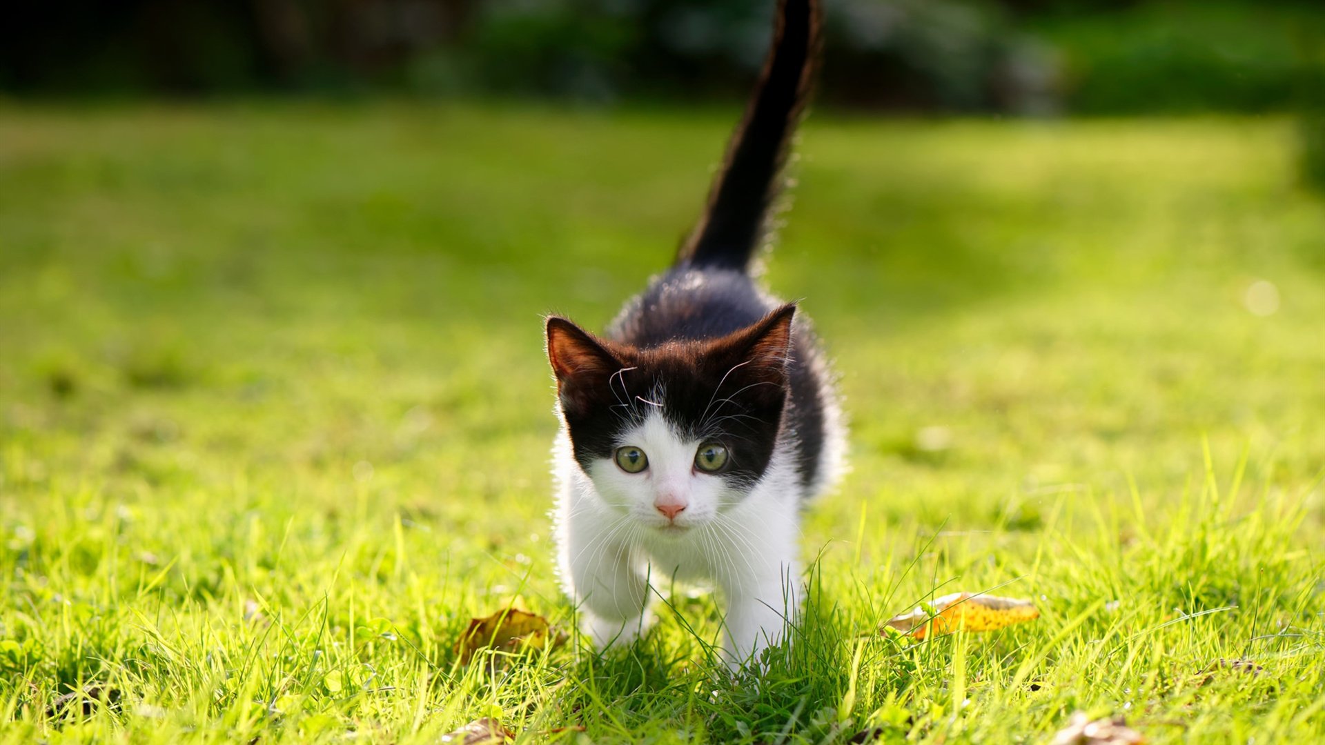 开云入口-哈兰德神级表现，英超连续10场破门领跑射手榜，哈兰德联赛进球