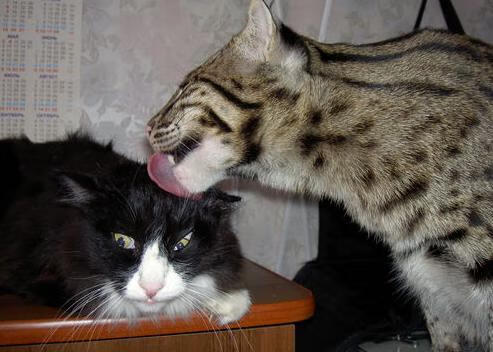 kaiyun开云·官方网站-复合材料赛车零部件的技术革新，复合材料 汽车