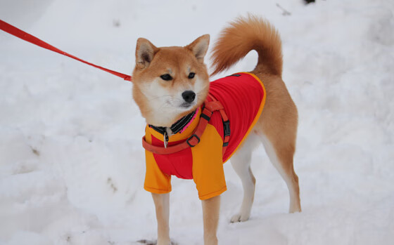 KAIYUN 中国大陆-意甲新星频频崭露头角，精彩表现令人期待，意甲新球衣2021
